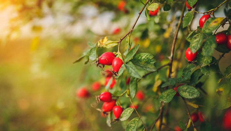 Ihmeellinen ruusunmarjansiemenöljy